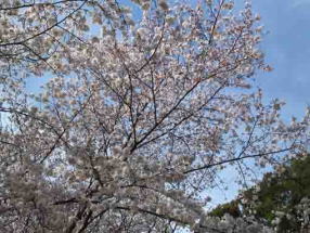 cherry blossoms in the sky