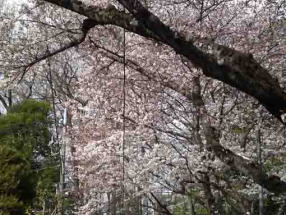 cherry blossoms around the museum