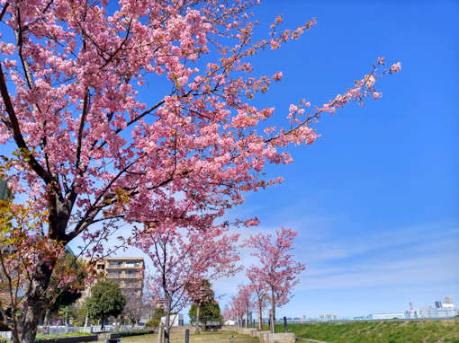 令和６年江戸川妙典満開の河津桜１