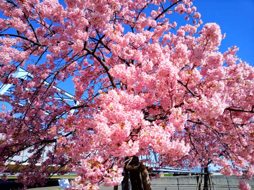 令和６年江戸川妙典満開の河津桜２