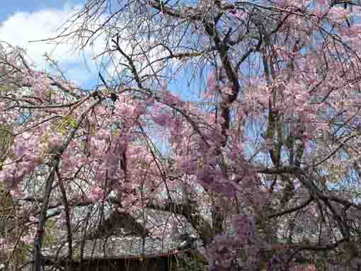 満開の圓頓寺枝垂桜