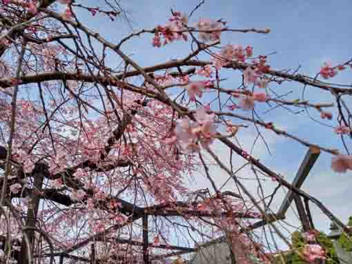 青空の下妙行寺のしだれ桜１