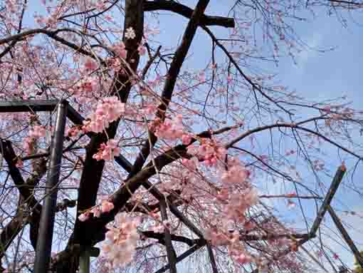 青空の下妙行寺のしだれ桜２