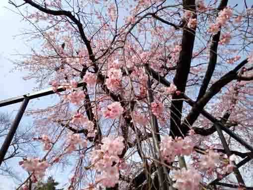 青空の下妙行寺のしだれ桜４