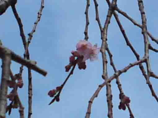 sakura in Myogyoji starting blooming ①