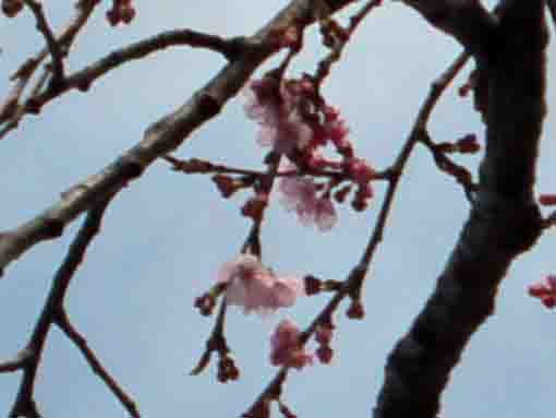 sakura in Myogyoji starting blooming ②