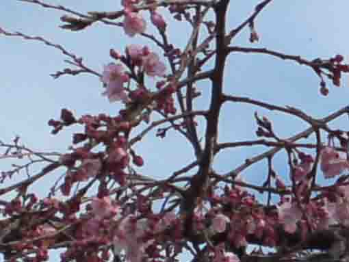 sakura in Myogyoji starting blooming ③