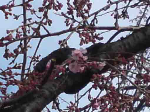 sakura in Myogyoji starting blooming ④