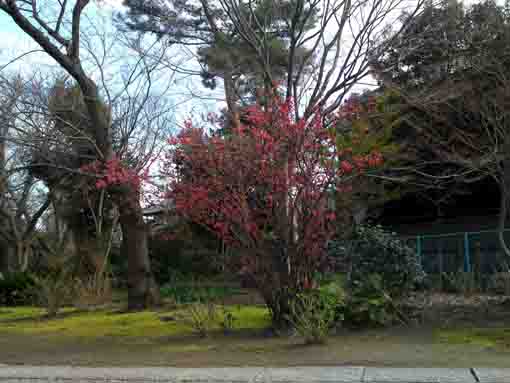 a big Japanese quince in Myogyoji