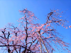 原木山妙行寺のしだれ桜令和３年２