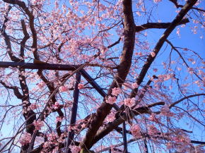 原木山妙行寺のしだれ桜令和３年３