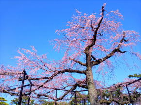 原木山妙行寺のしだれ桜令和３年