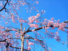 原木山妙行寺のしだれ桜令和３年４