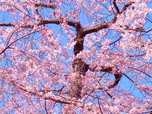 令和４年原木山妙行寺のしだれ桜３