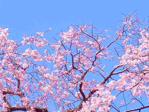 令和４年原木山妙行寺のしだれ桜２