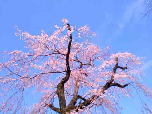 令和４年原木山妙行寺のしだれ桜１