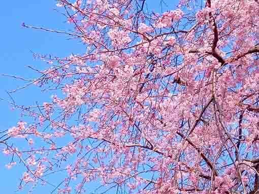 原木山妙行寺のしだれ桜