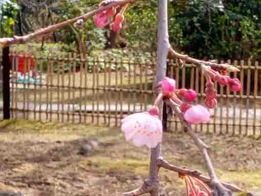 令和４年原木山妙行寺のしだれ桜４