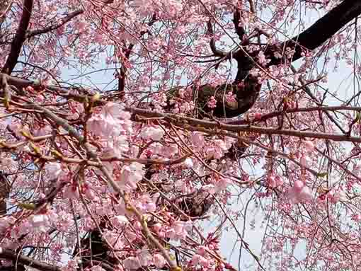 令和４年原木山妙行寺のしだれ桜５