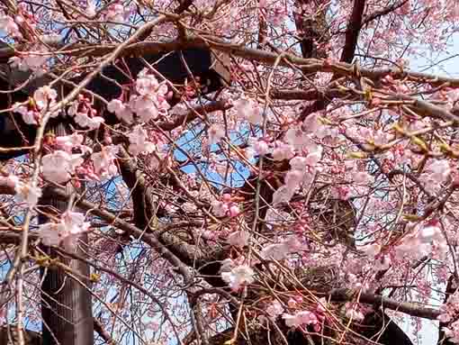 令和４年原木山妙行寺のしだれ桜６