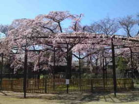 Myogyoji Temple and a chrry tree