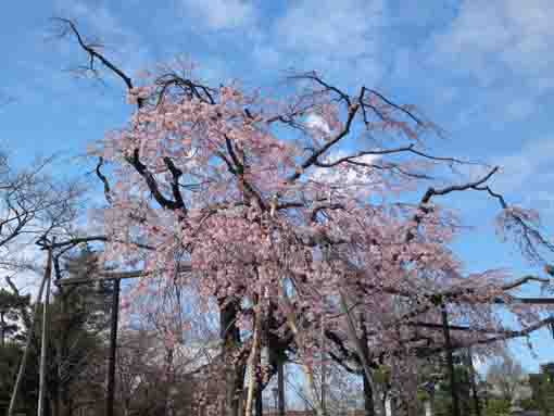 Shidare Sakura in Myogyoji 1