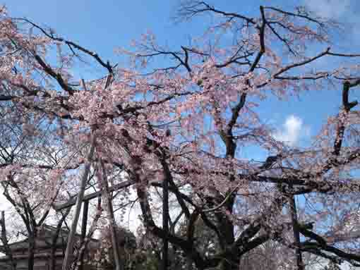 Shidare Sakura in Myogyoji 2