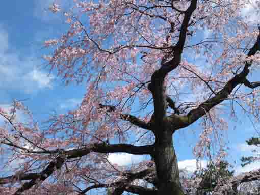 Shidare Sakura in Myogyoji 3