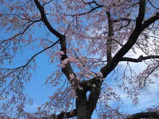 Shidare Sakura in Myogyoji 4