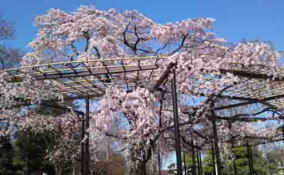 cherry trees in Myogyoji Temple