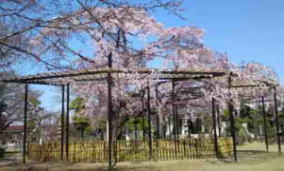 cherry blossoms in Myogyoji