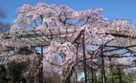 妙行寺の枝垂桜
