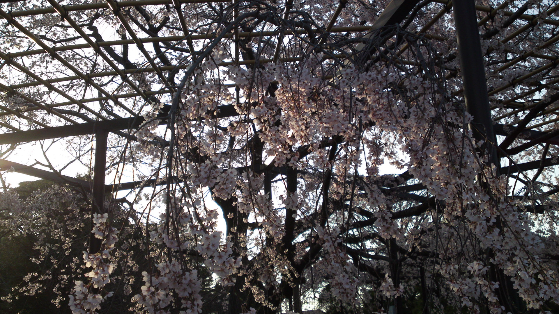 2013年原木山妙行寺に咲くしだれ桜1
