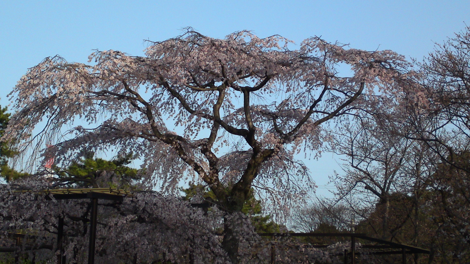 2013年原木山妙行寺に咲くしだれ桜２