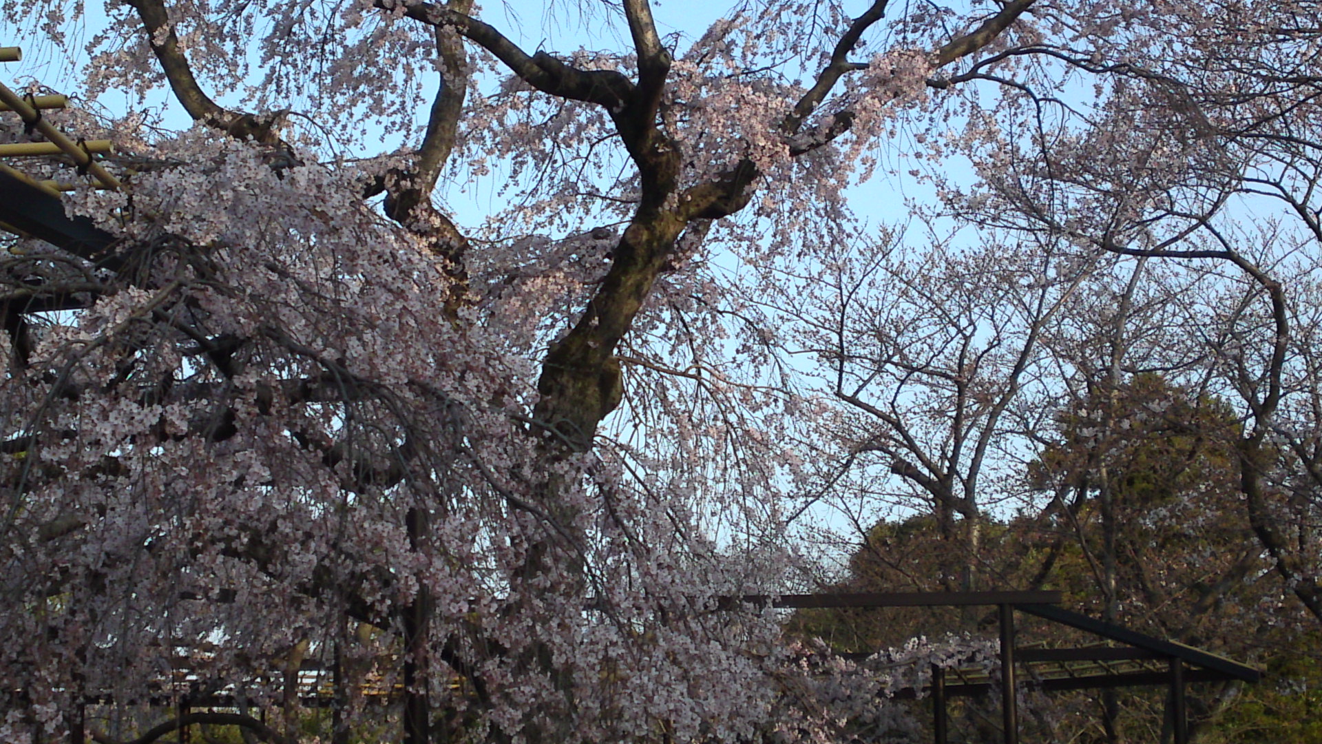 2013年原木山妙行寺に咲くしだれ桜３