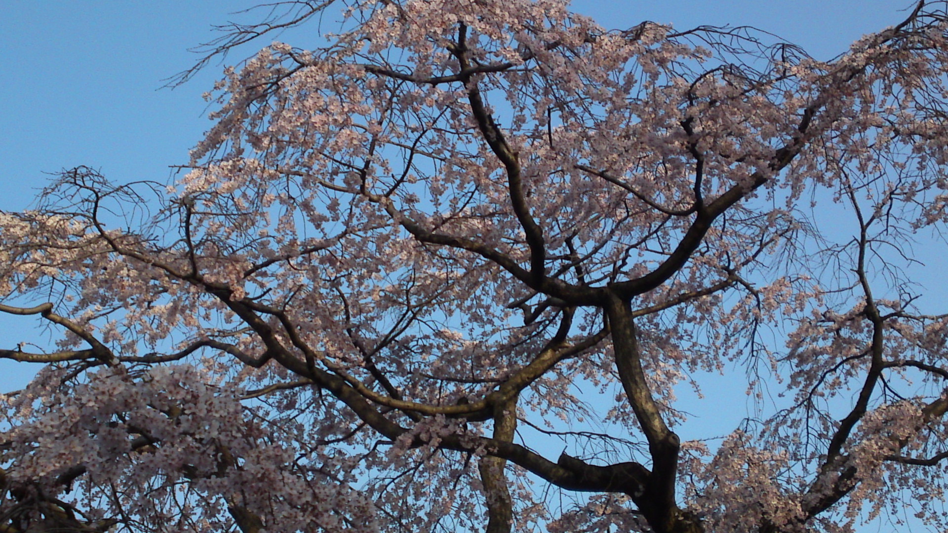 2013年原木山妙行寺に咲くしだれ桜４