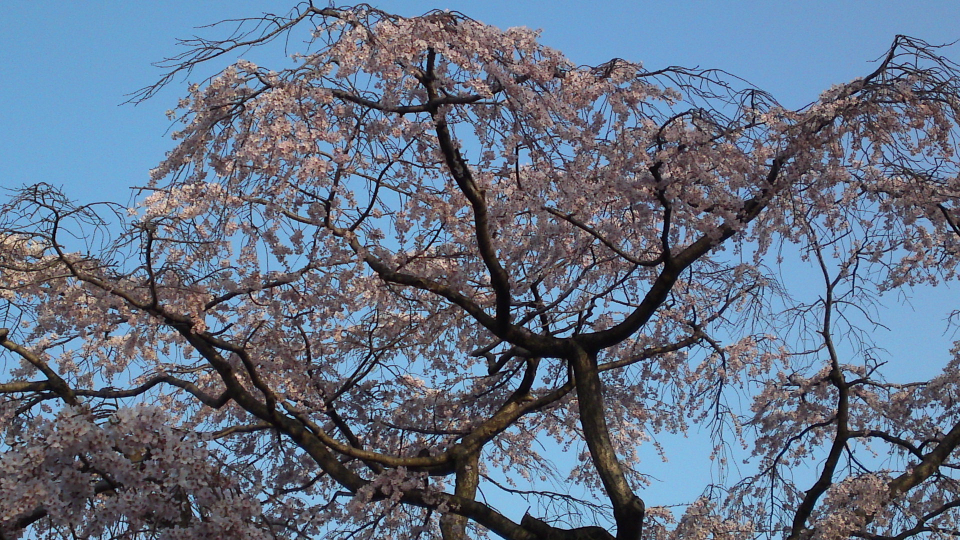 2013年原木山妙行寺に咲くしだれ桜５