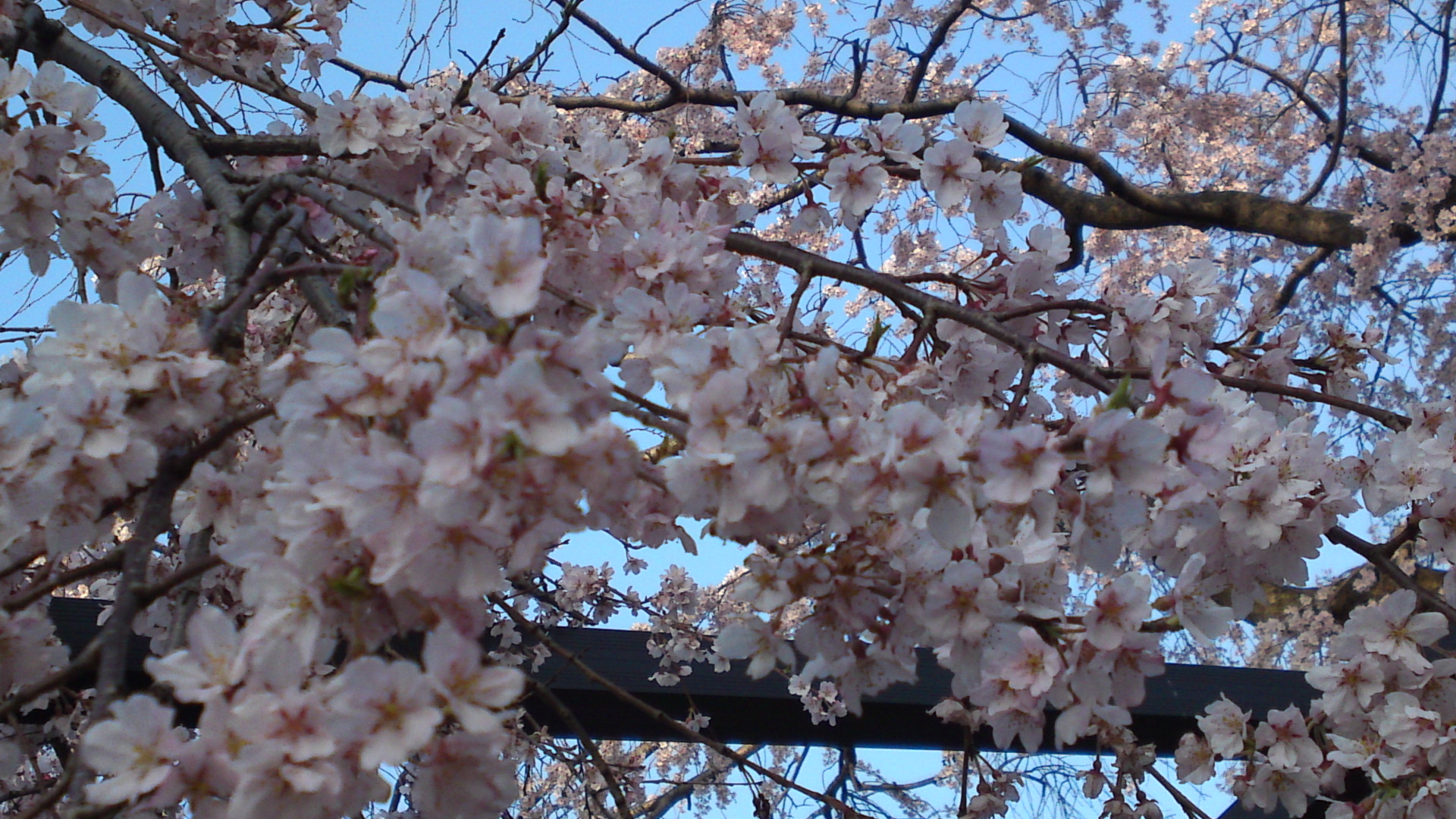 2013年原木山妙行寺に咲くしだれ桜８