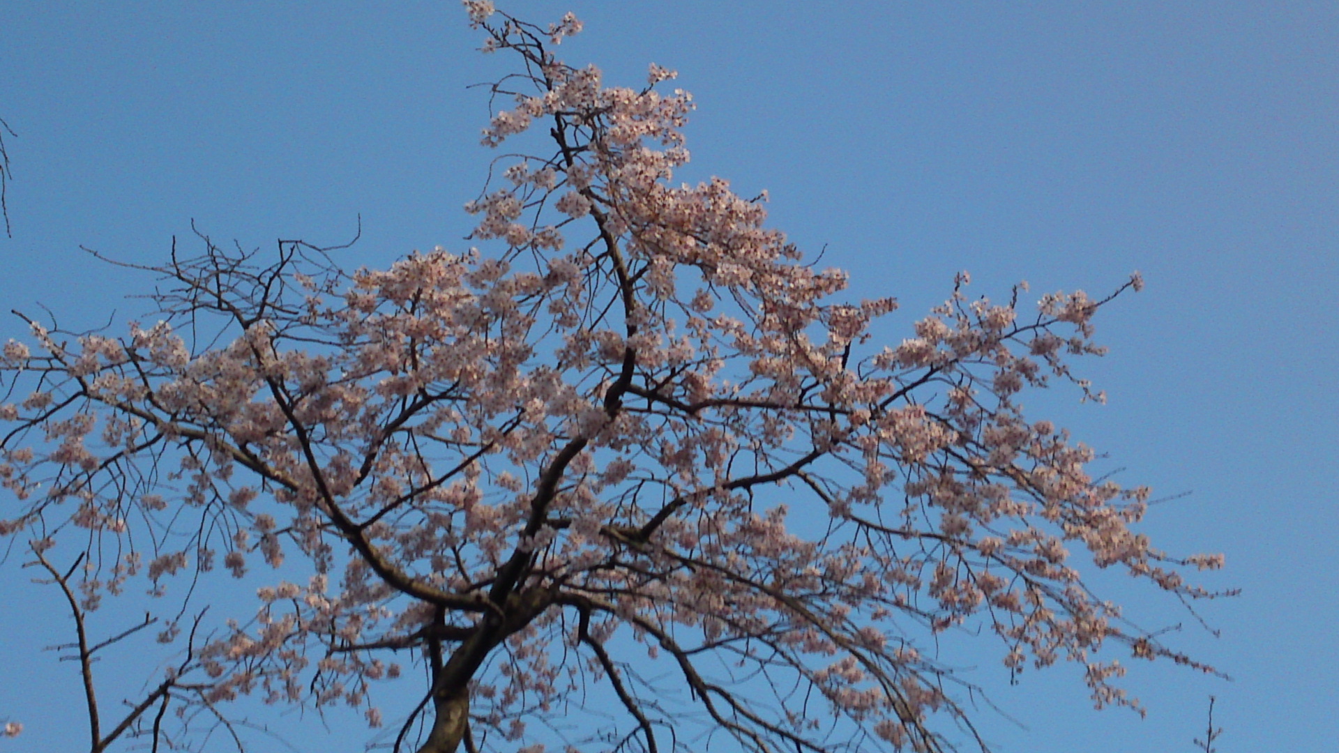 2013年原木山妙行寺に咲くしだれ桜1０