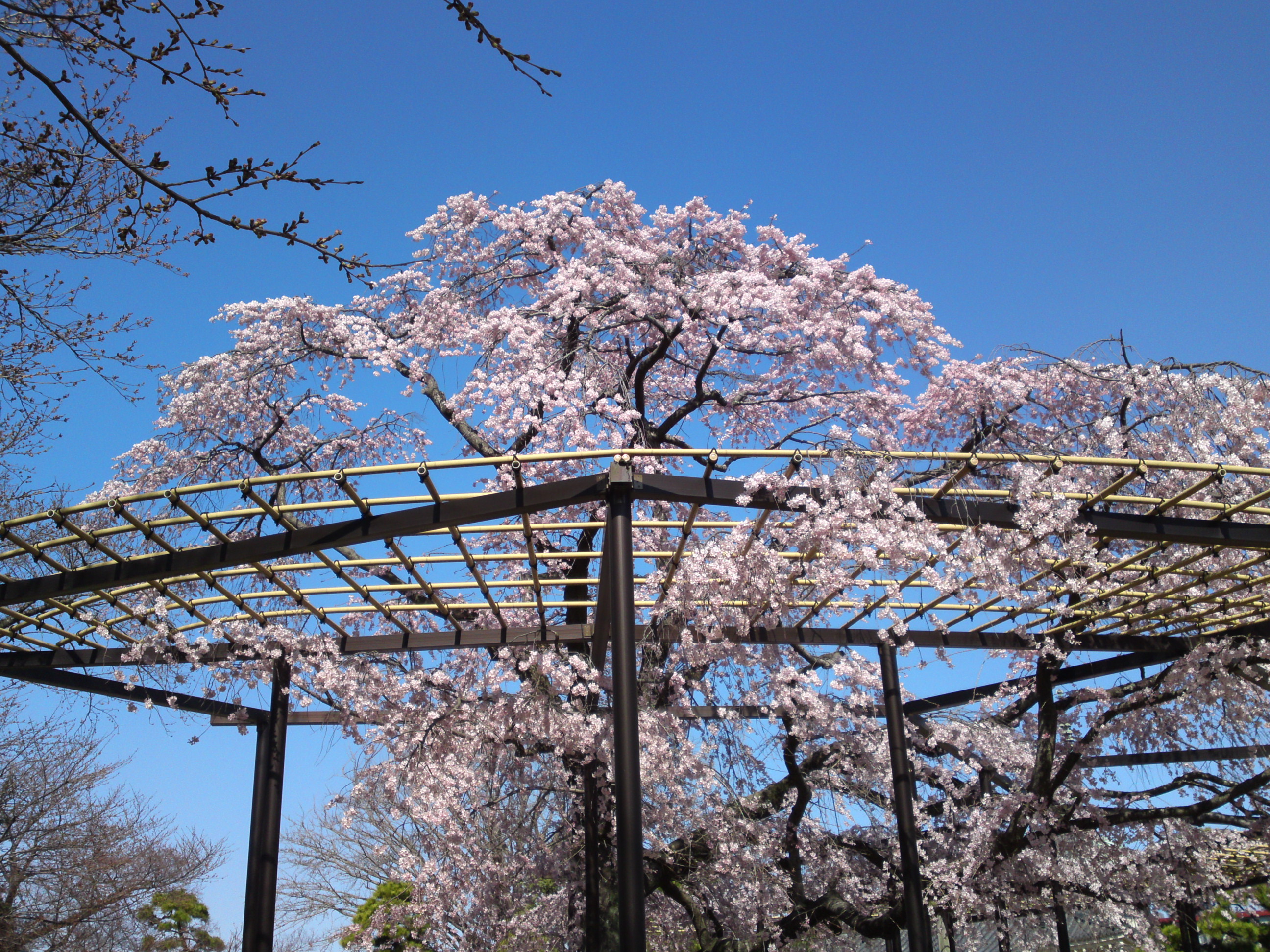 2015年原木山妙行寺に咲くしだれ桜1