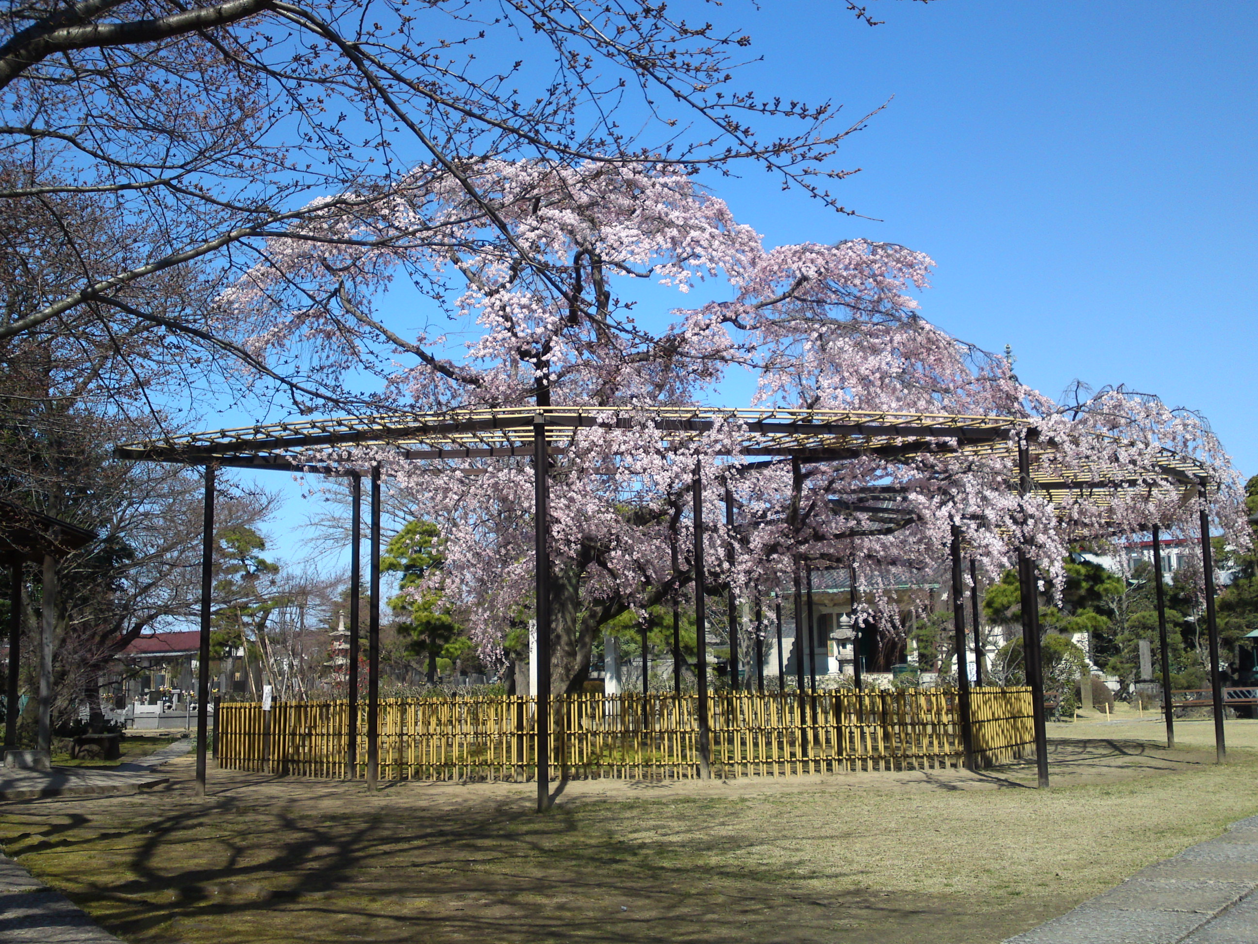 2015年原木山妙行寺に咲くしだれ桜２