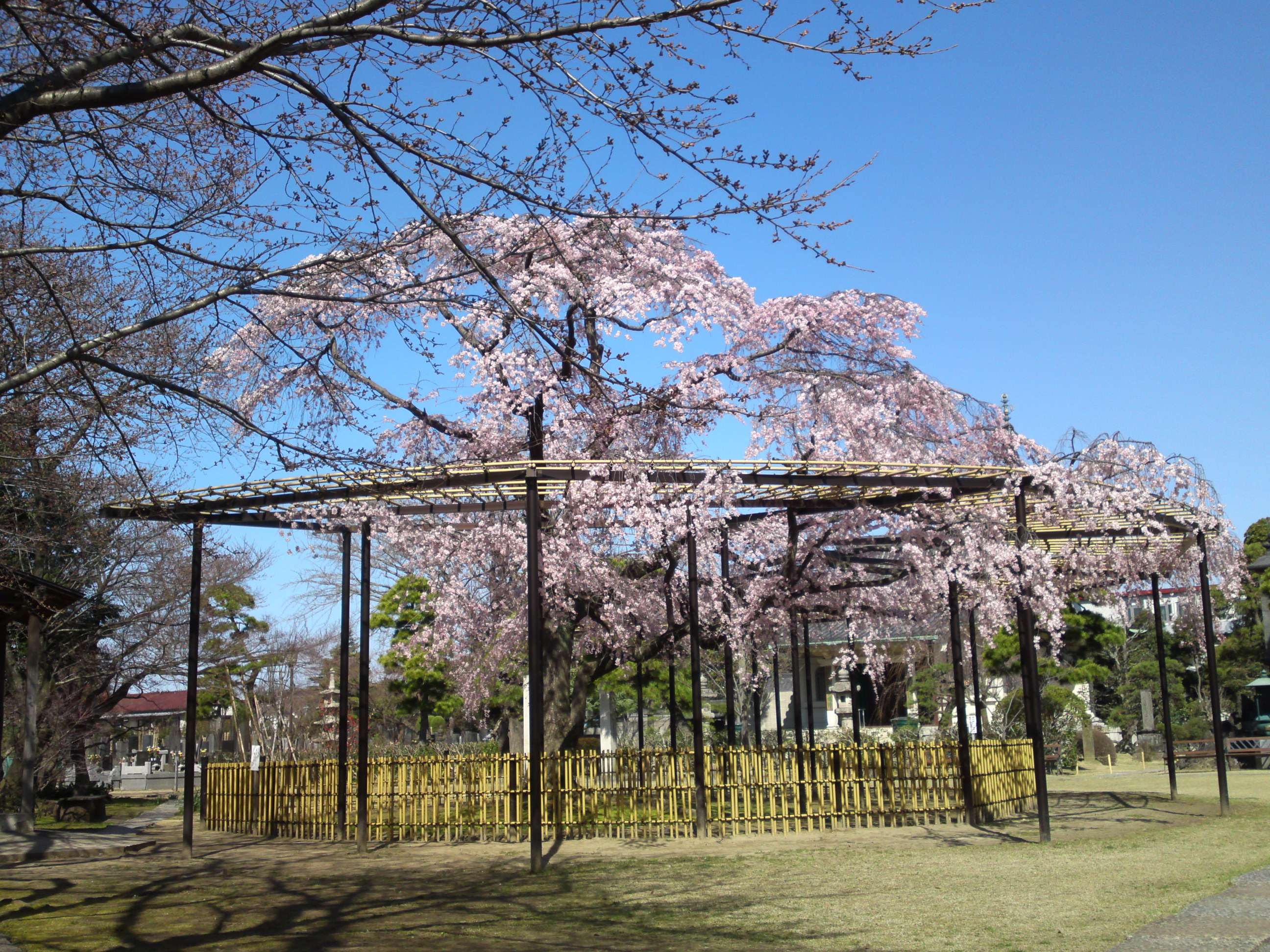 2015年原木山妙行寺に咲くしだれ桜３