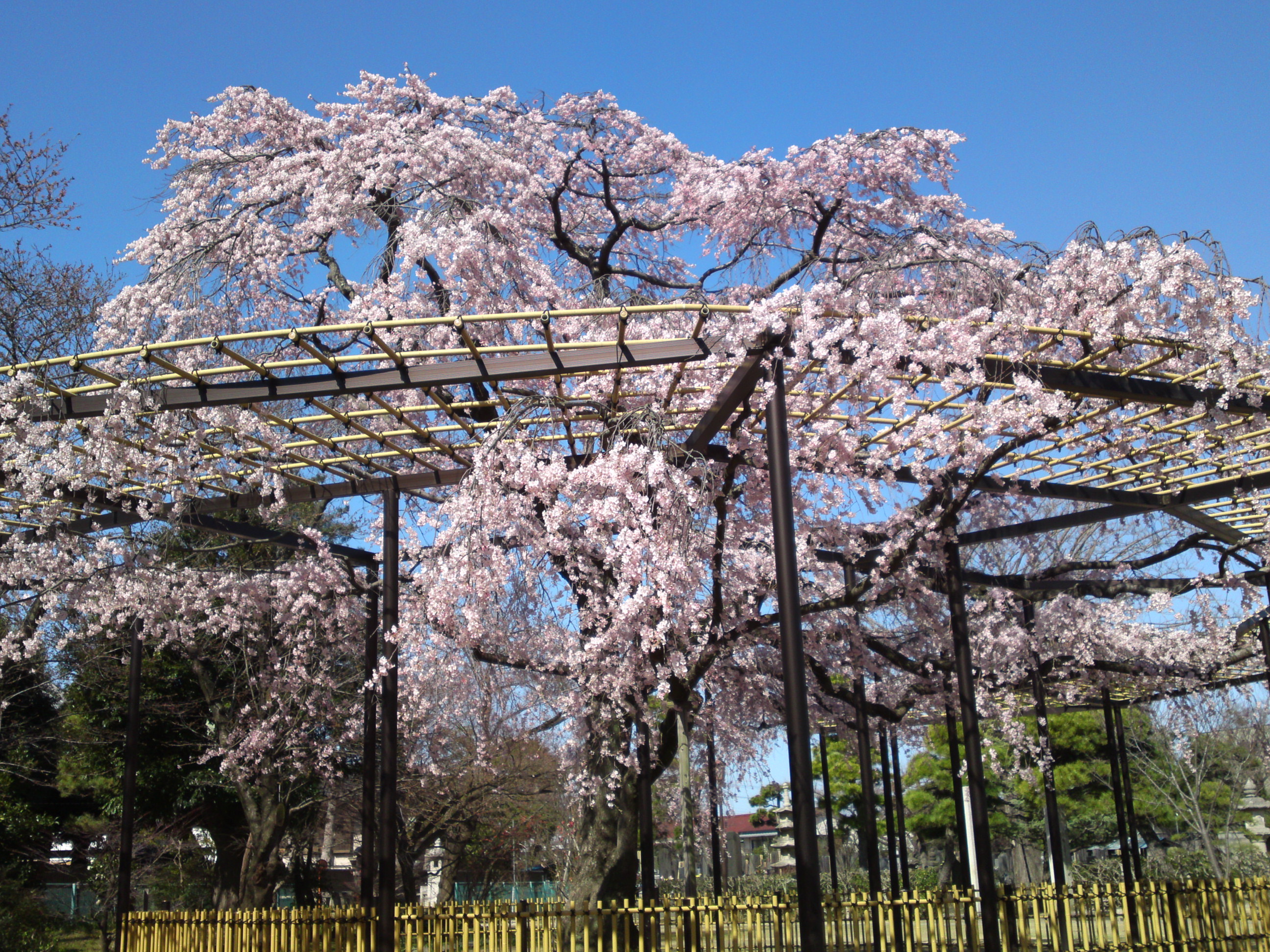 2015年原木山妙行寺に咲くしだれ桜４