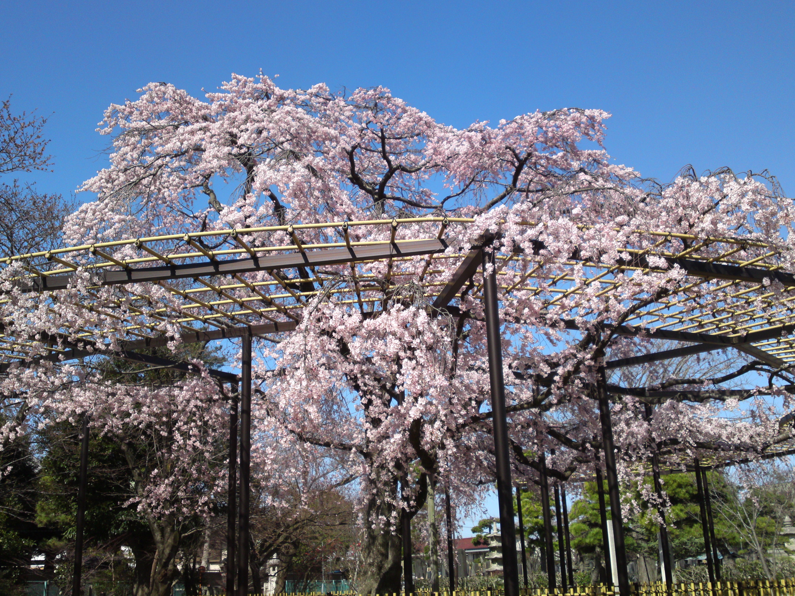 2015年原木山妙行寺に咲くしだれ桜５