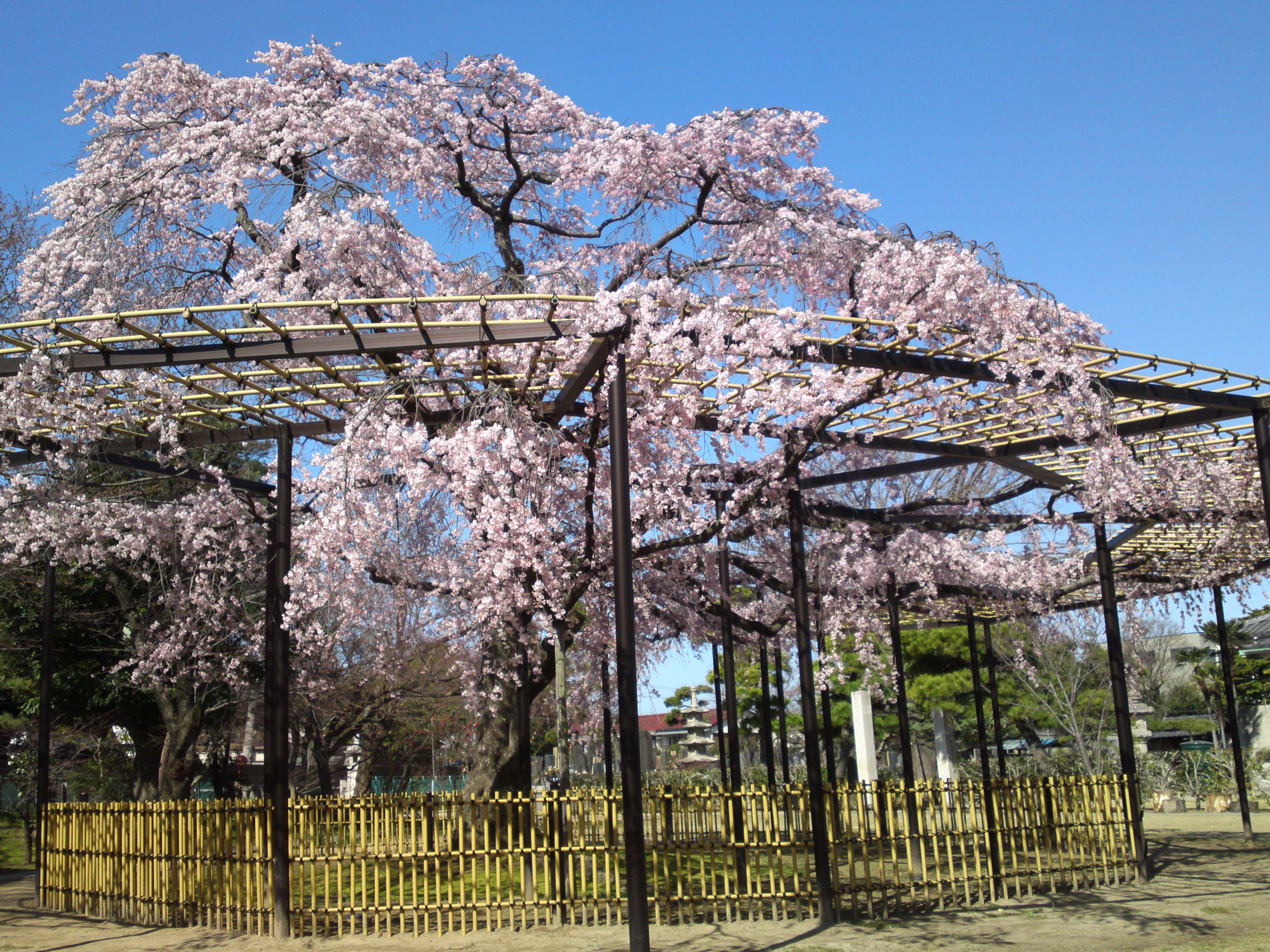 2015年原木山妙行寺に咲くしだれ桜６