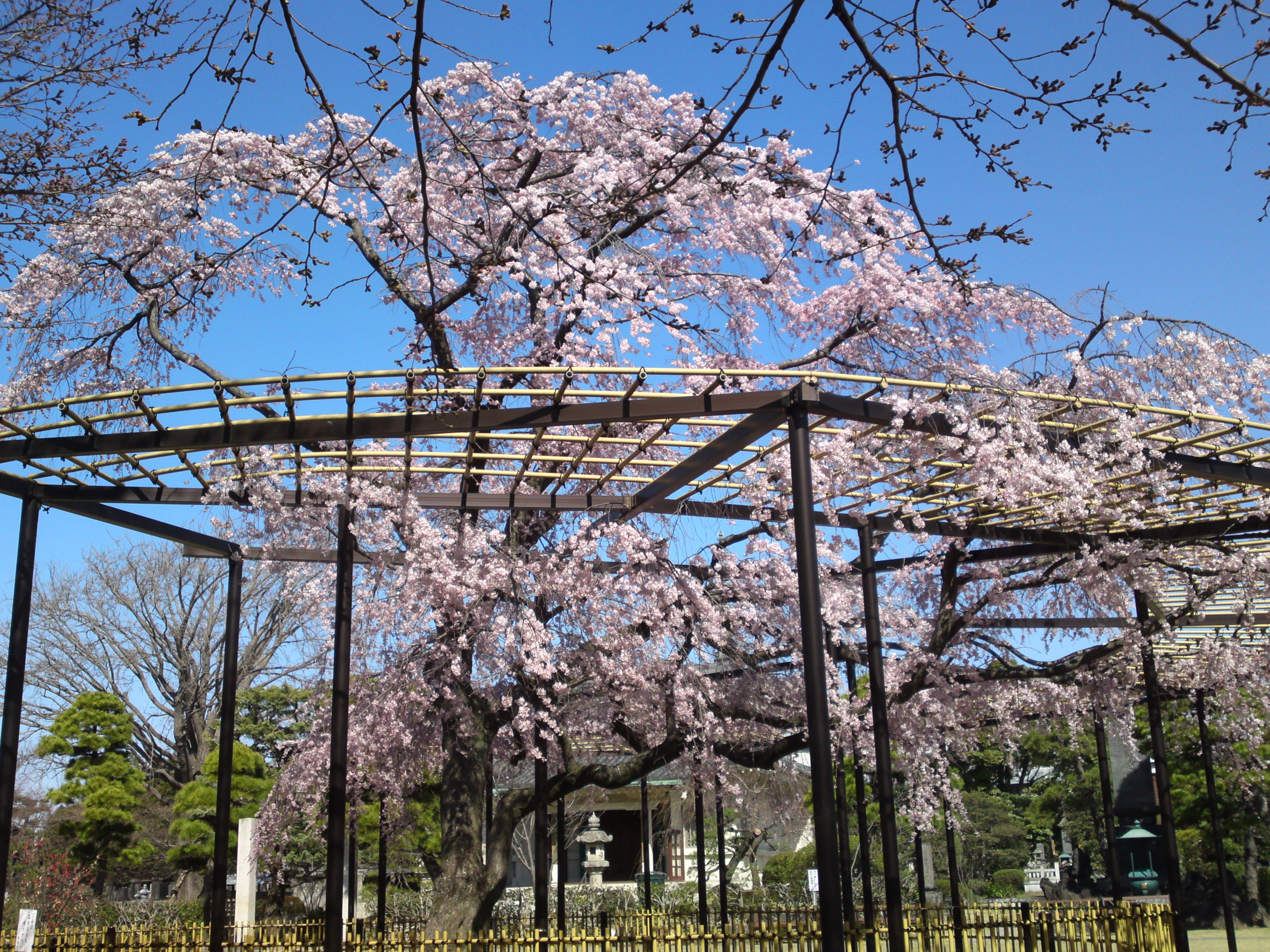 2015年原木山妙行寺に咲くしだれ桜７