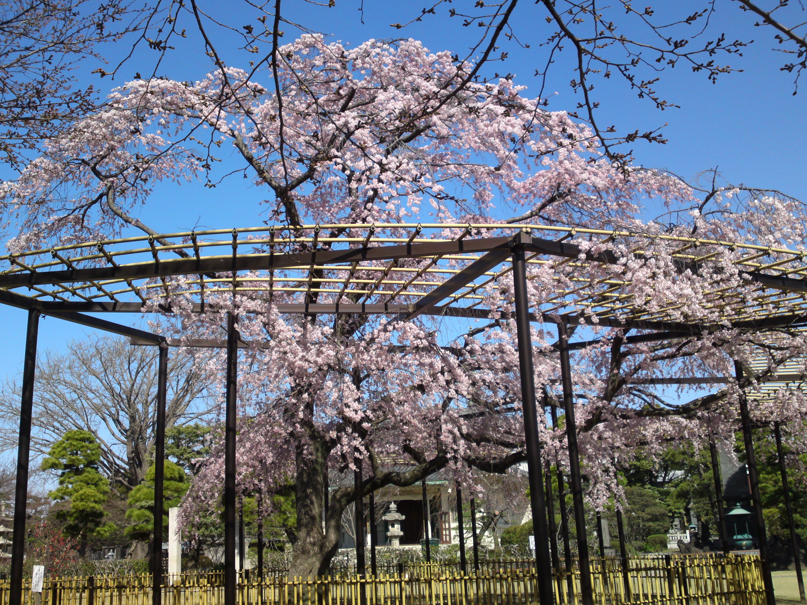 2015年原木山妙行寺に咲くしだれ桜８