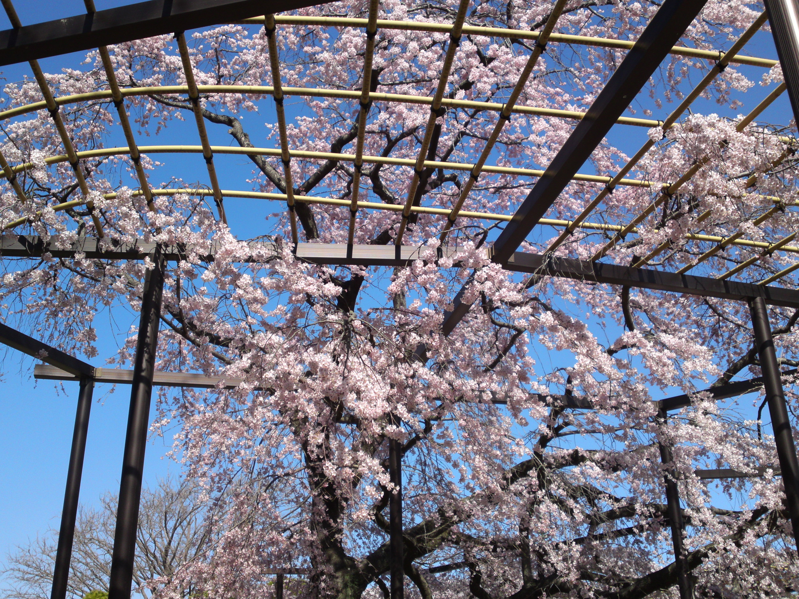 2015年原木山妙行寺に咲くしだれ桜1０
