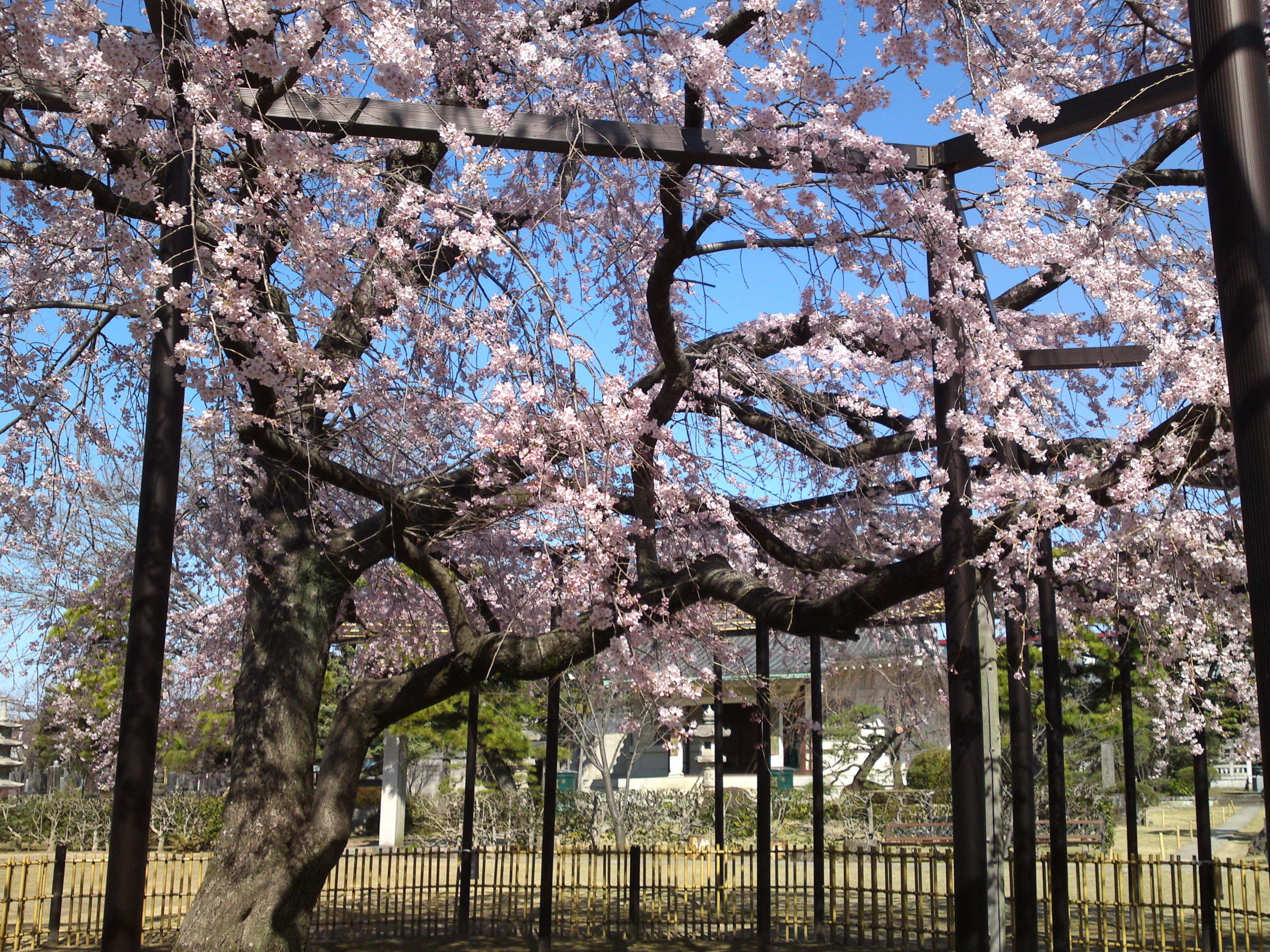 2015年原木山妙行寺に咲くしだれ桜1１