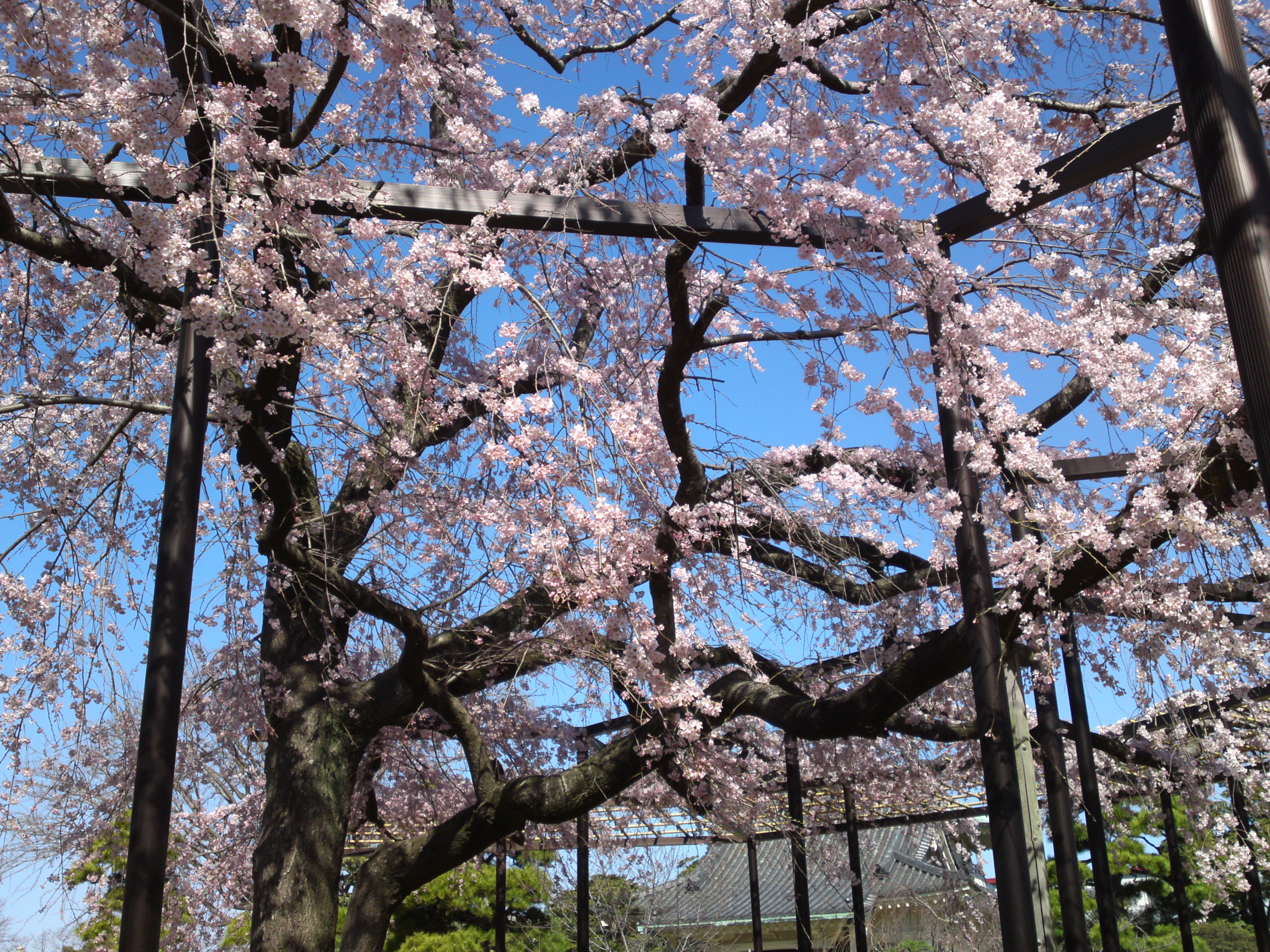 2015年原木山妙行寺に咲くしだれ桜1２